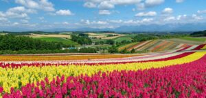 Autumn in Hokkaido & Tokyo
