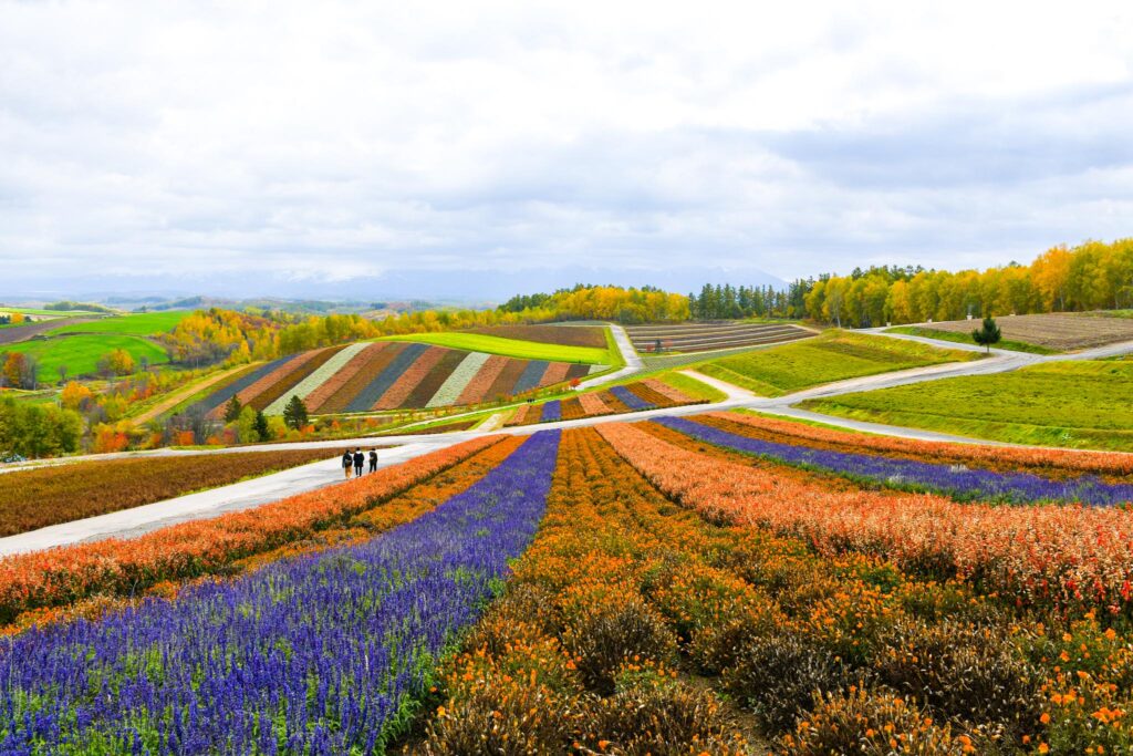 Autumn in Hokkaido & Tokyo 2018 – Day 3 (Furano & Biei)