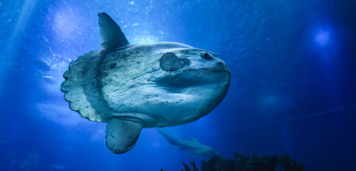 diving in indonesia
