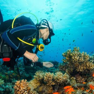 Diving in Indonesia – Where to Go for Mola-Mola?