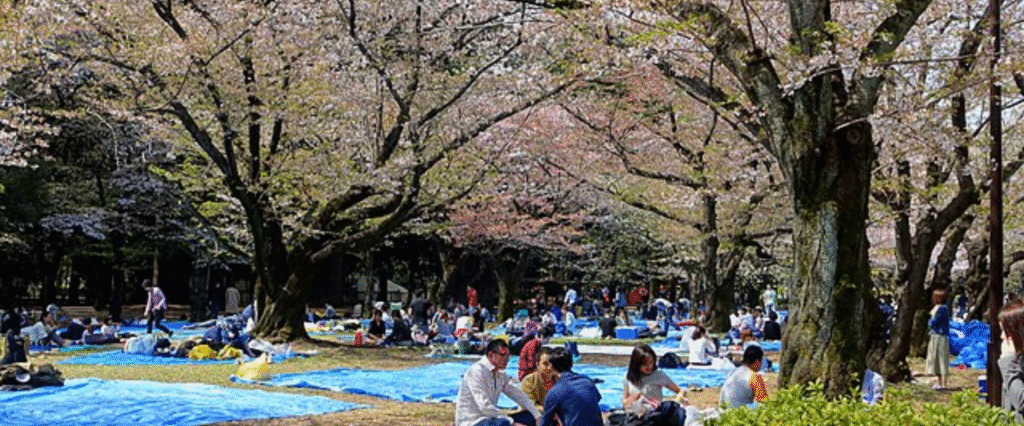 japan-cherry-blossom-festival